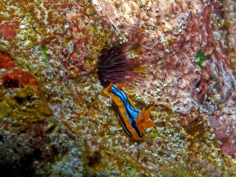 Nudibranch, Rubiah North